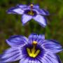 Blue Eyed Grass (Sisyrinchium bellum): This native is aptly named as the leaves look much like grass; even though it is really a member of the Iris family.